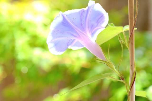 中学３年生　夏休み中の受験対策は何をする？　～理科～